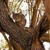 Katze, die sich im Baum tarnt