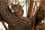 Katze, die sich im Baum tarnt