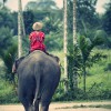 Elefant mit Thailänder auf dem Rücken reitet in die Ferne