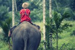 Elefant mit Thailänder auf dem Rücken reitet in die Ferne